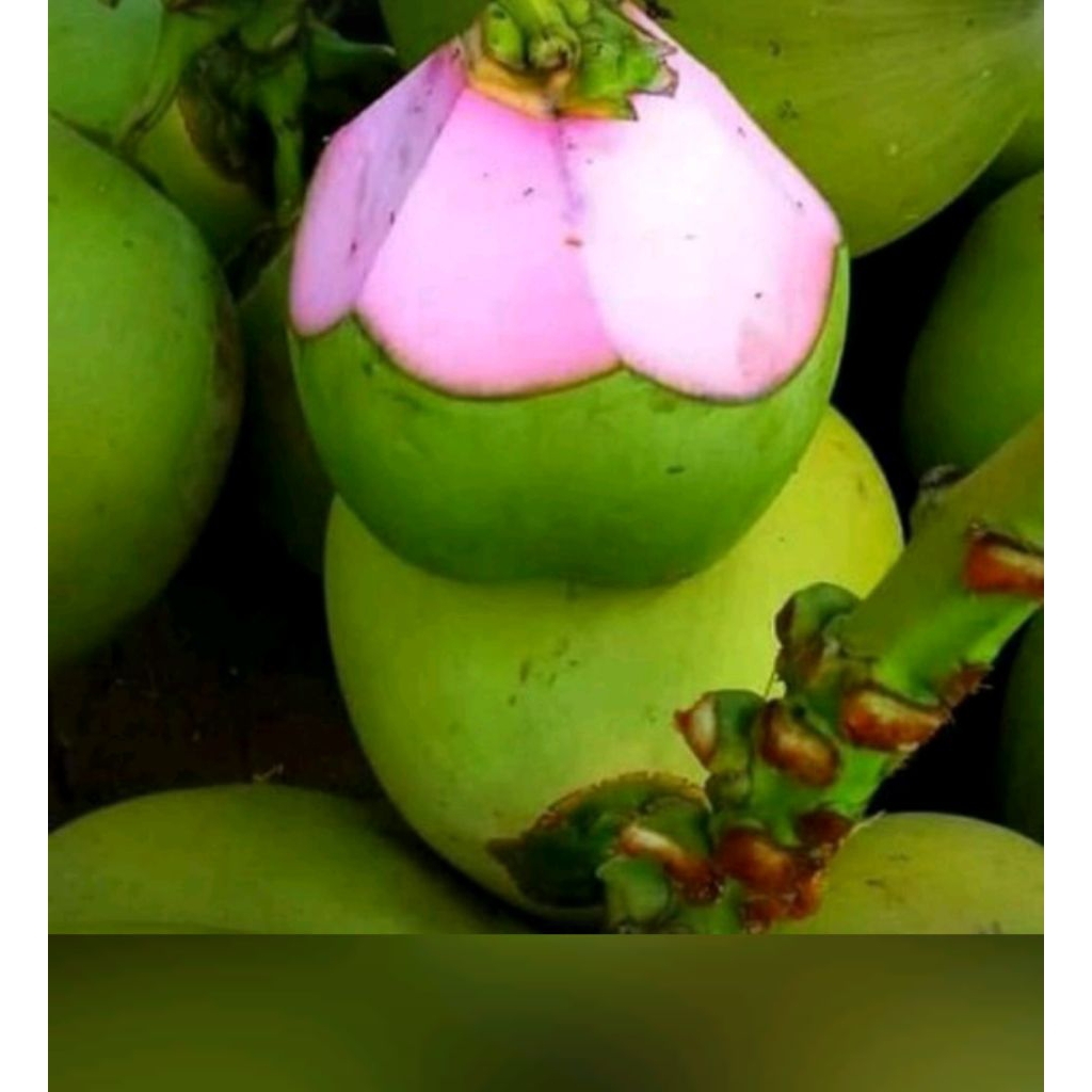 KELAPA MUDA WULUNG FRESS  1BUAH