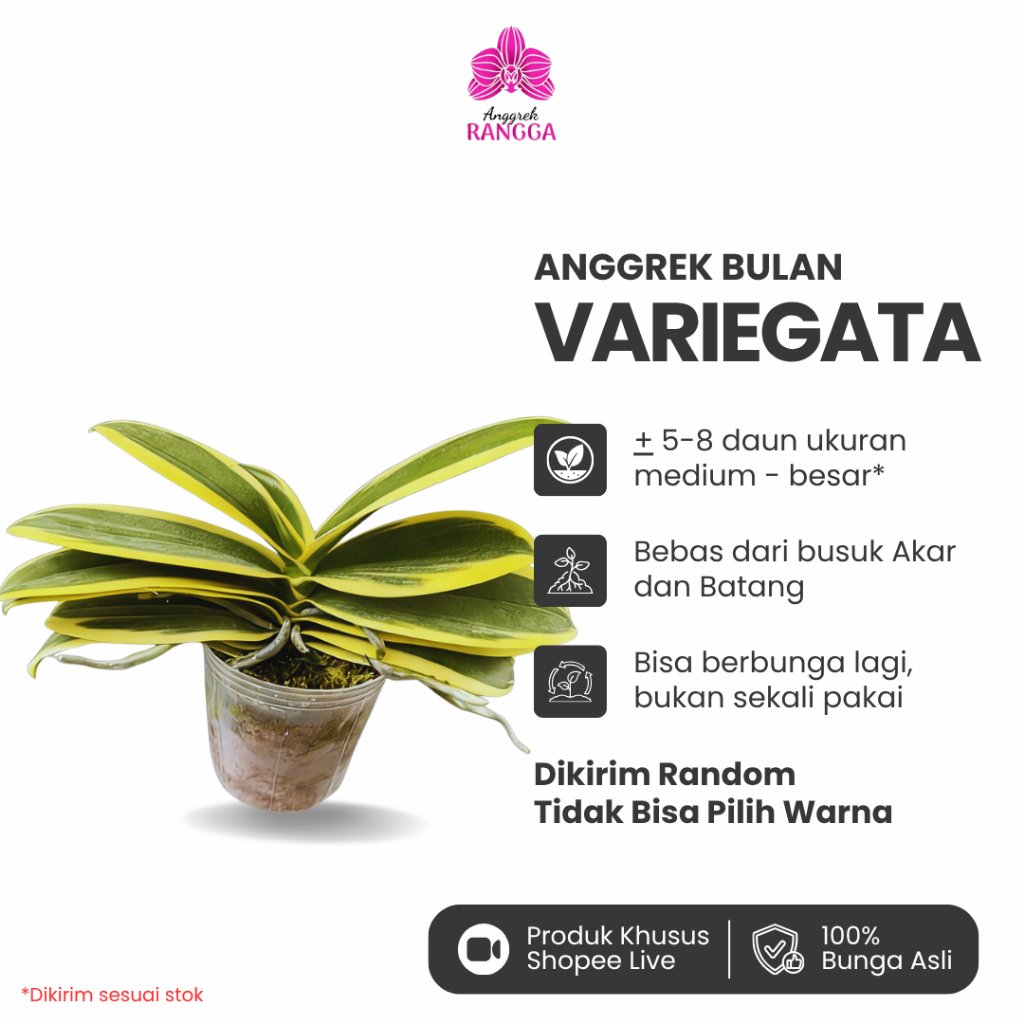Anggrek Bulan Variegata Rare Koleksi | Phalaenopsis Variegata Daun Belang Premium