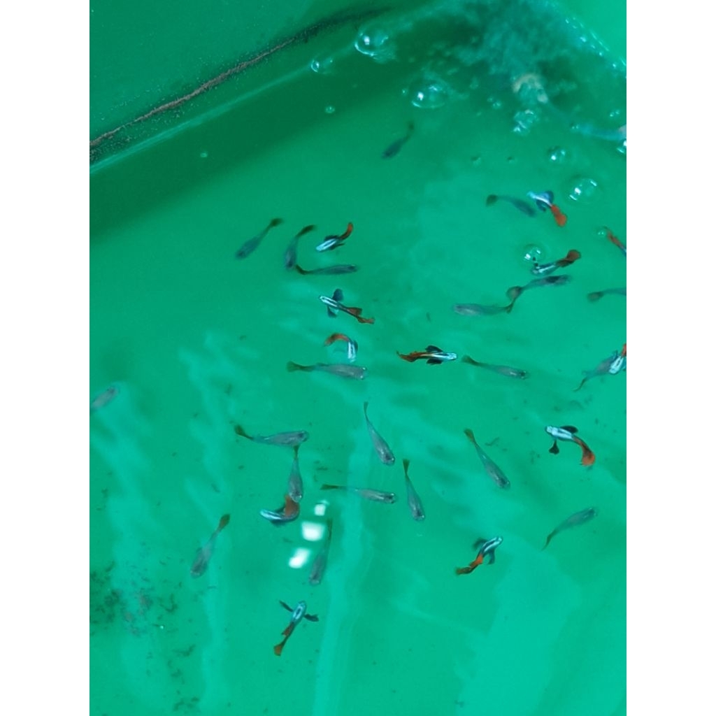 guppy prtde/ikan hias air tawar guppy prtde/ guppy prtde merah merona