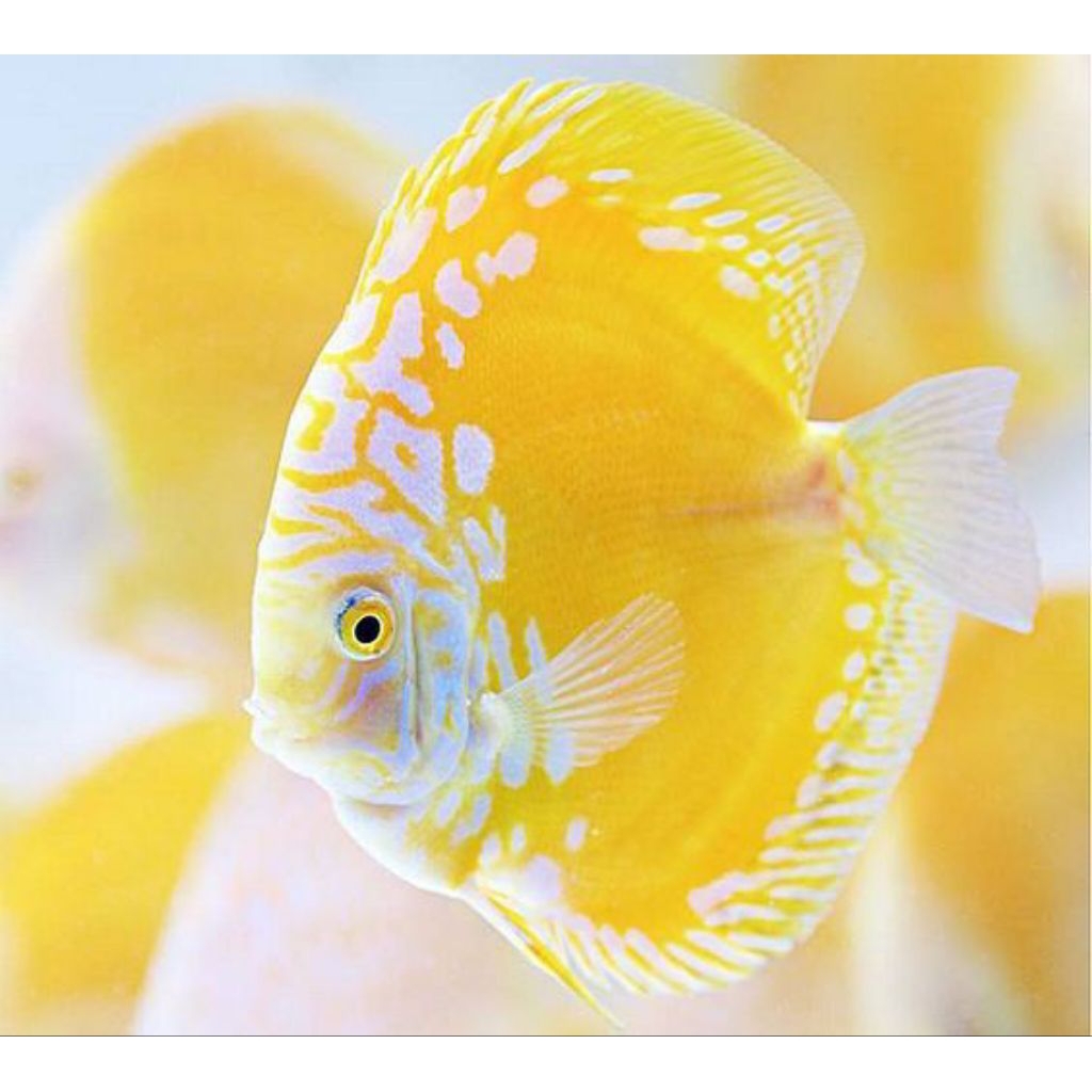 Discus golden checkerboard hiasan aquarium