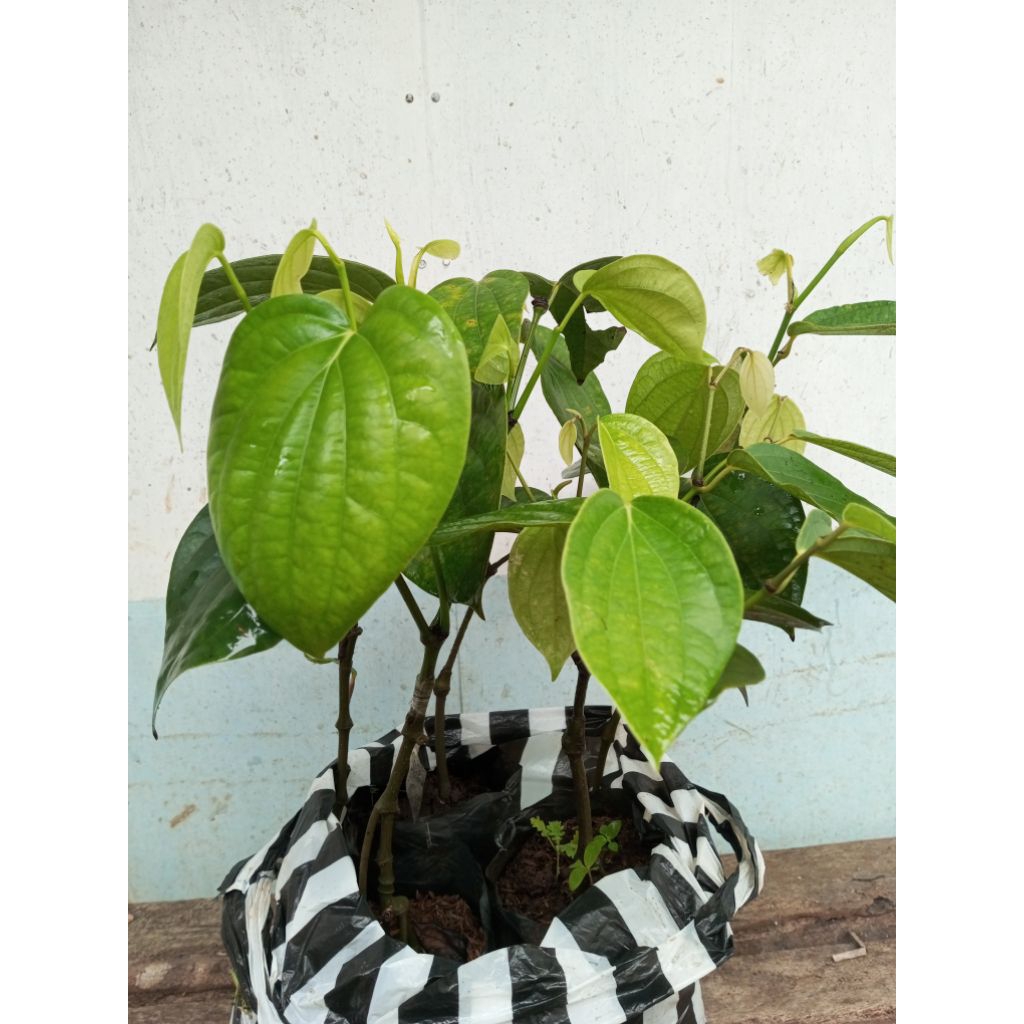 Bibit Tanaman Malada sambung lada India (Perdu 30 Pcs ) Bibit terlaris / Kualitas Unggul/ Cepat berb