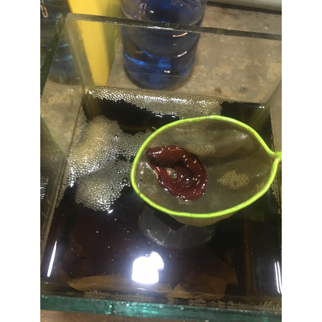 ikan cupang rgg bng andri nova