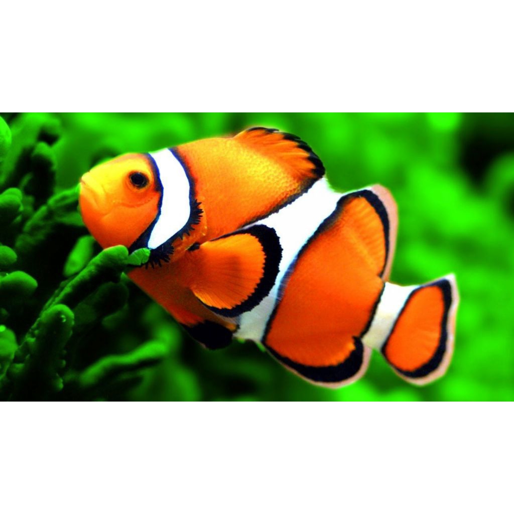 CLOWNFISH/ IKAN HIAS LAUT NEMO