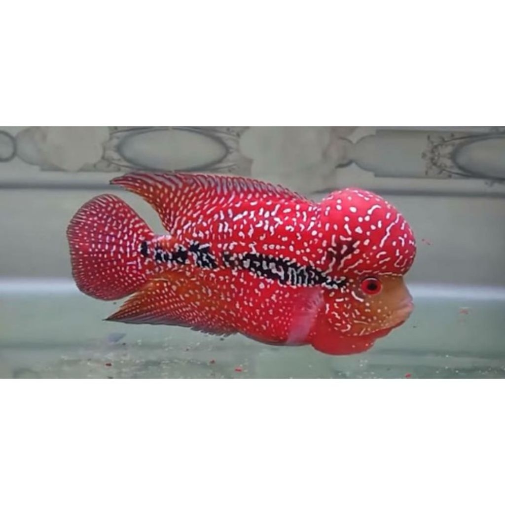 burayak louhan kamfa