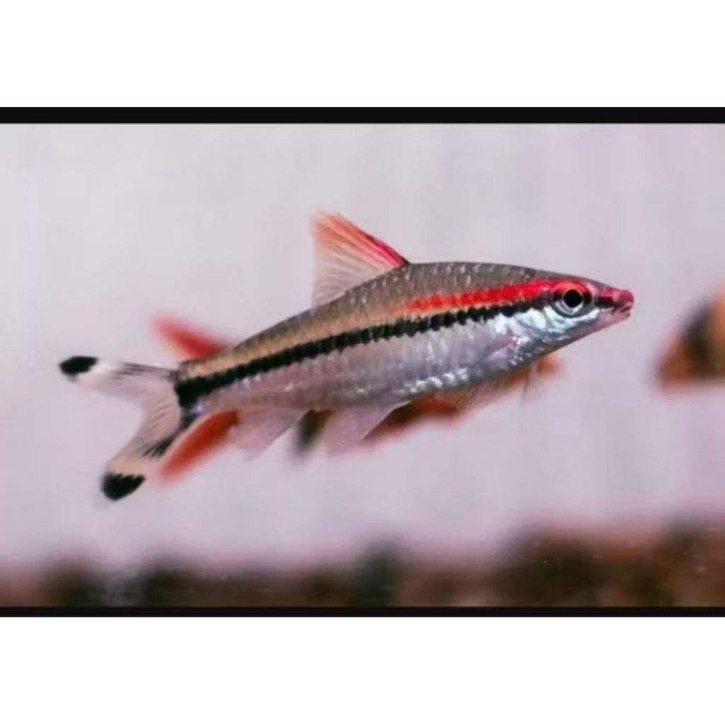 hiasan ikan cantik aquarium PONTIUSs denisoni