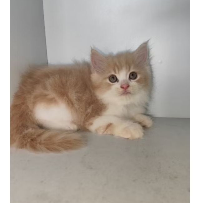 kucing persia kitten umur 2.5 bulan lucu. instan