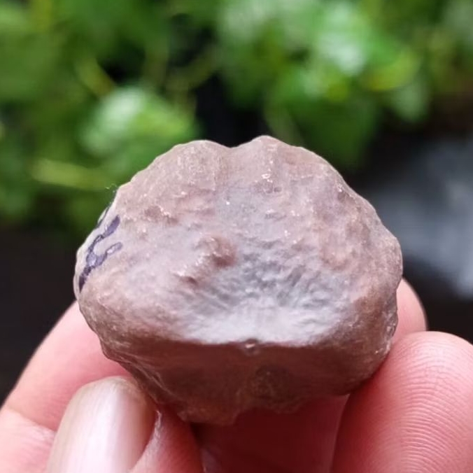 Muncang adu jayanti pait jr kode 104.