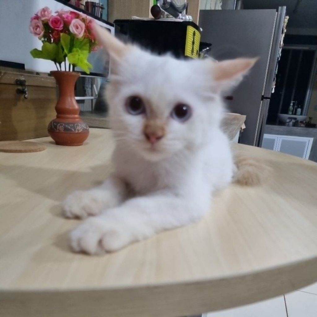 lepas adopsi kucing putih jantan