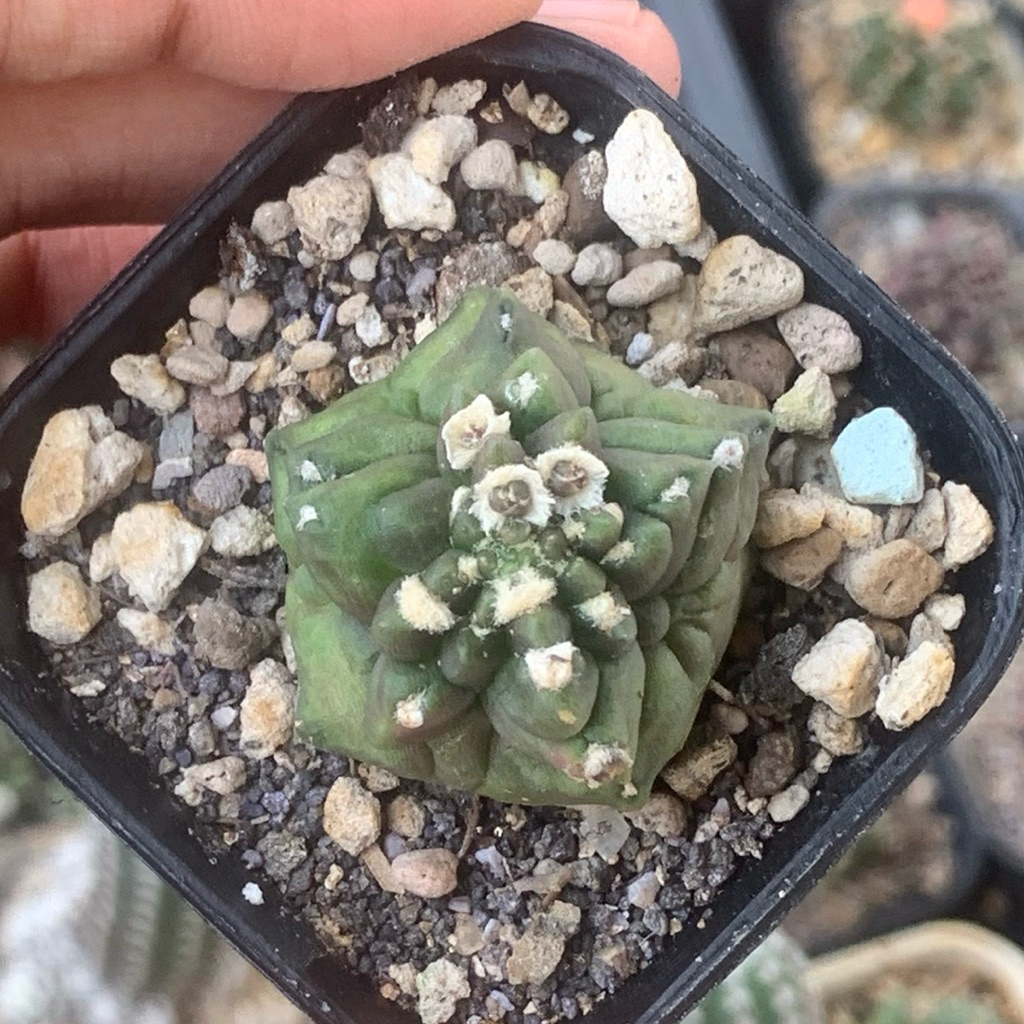 Gymnocalycium kikko gymno id var hybrid varigata kaktus gymno miha var tanaman hias hidup gurun duri
