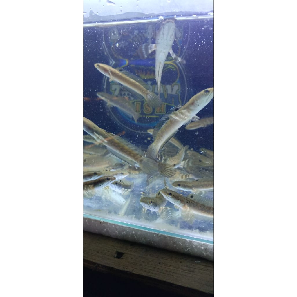 blue pulcra grade b 8-11cm garansi 100%