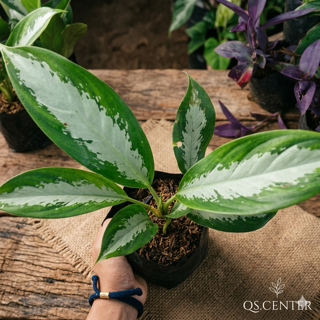 Aglonema Blenceng Silver/Sri Rejeki Silver