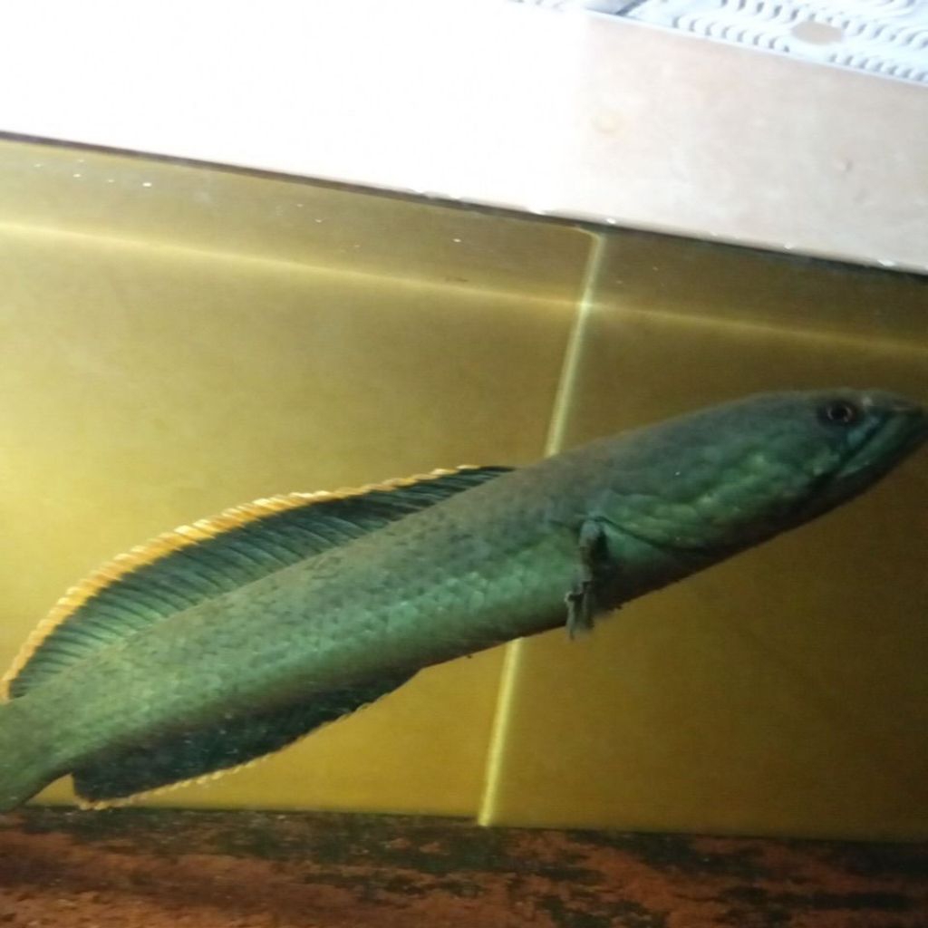 Limbata Channa dengan Rim Tebal dan Ganas