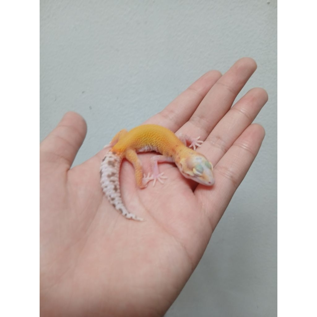 Mainan Raptor Pos Snow