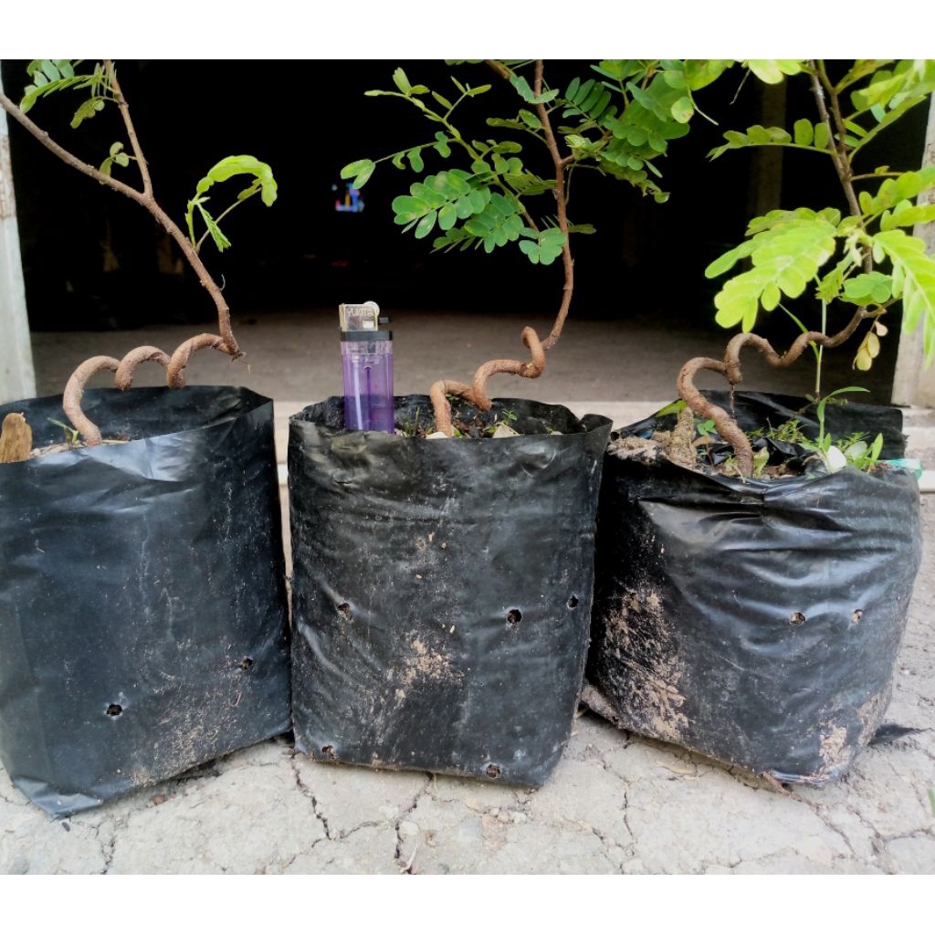 Bahan bonsai asem jawa