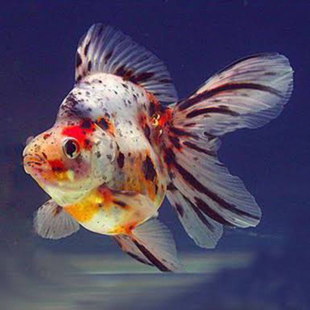 mas koki riyukin panca warna gembul calon jumbo paket 2 ekor perhiasan aquarium