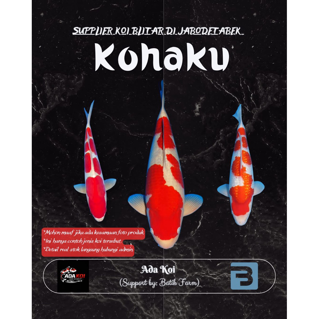Ikan Koi Kohaku 21-30 cm - Kohaku - Koi Blitar - Grade A dan HQ - Ikan koi
