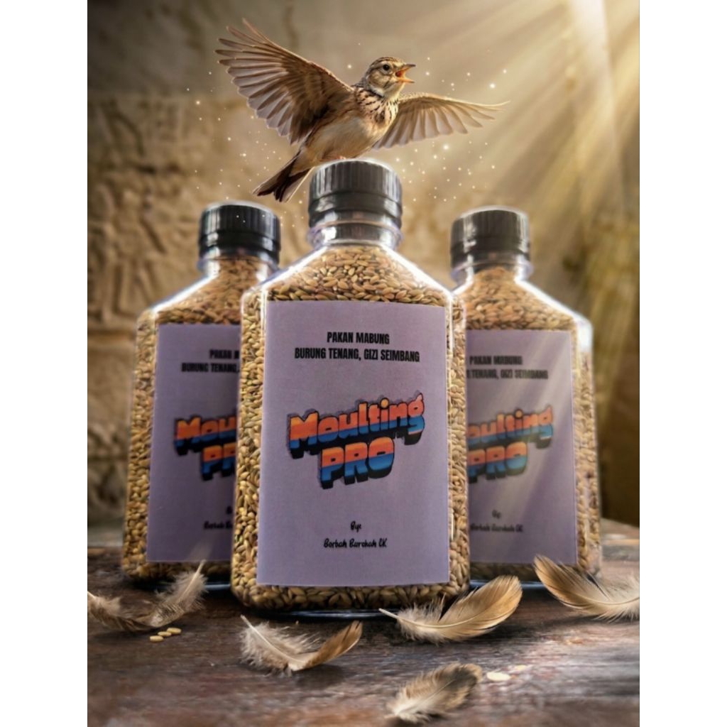 Moulting Pro Pakan Mabung Branjangan, Java, Parva, Sonca, Lark Dll