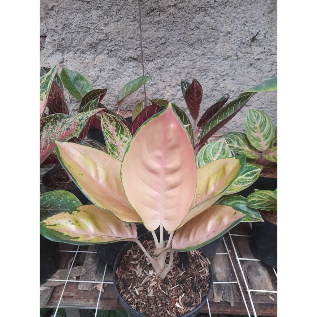 Aglaonema Sultan Brunei - Tanaman hias aglonema sultan brunei
