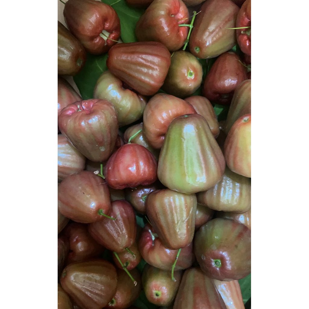 Jambu Citra/Jambu Madu