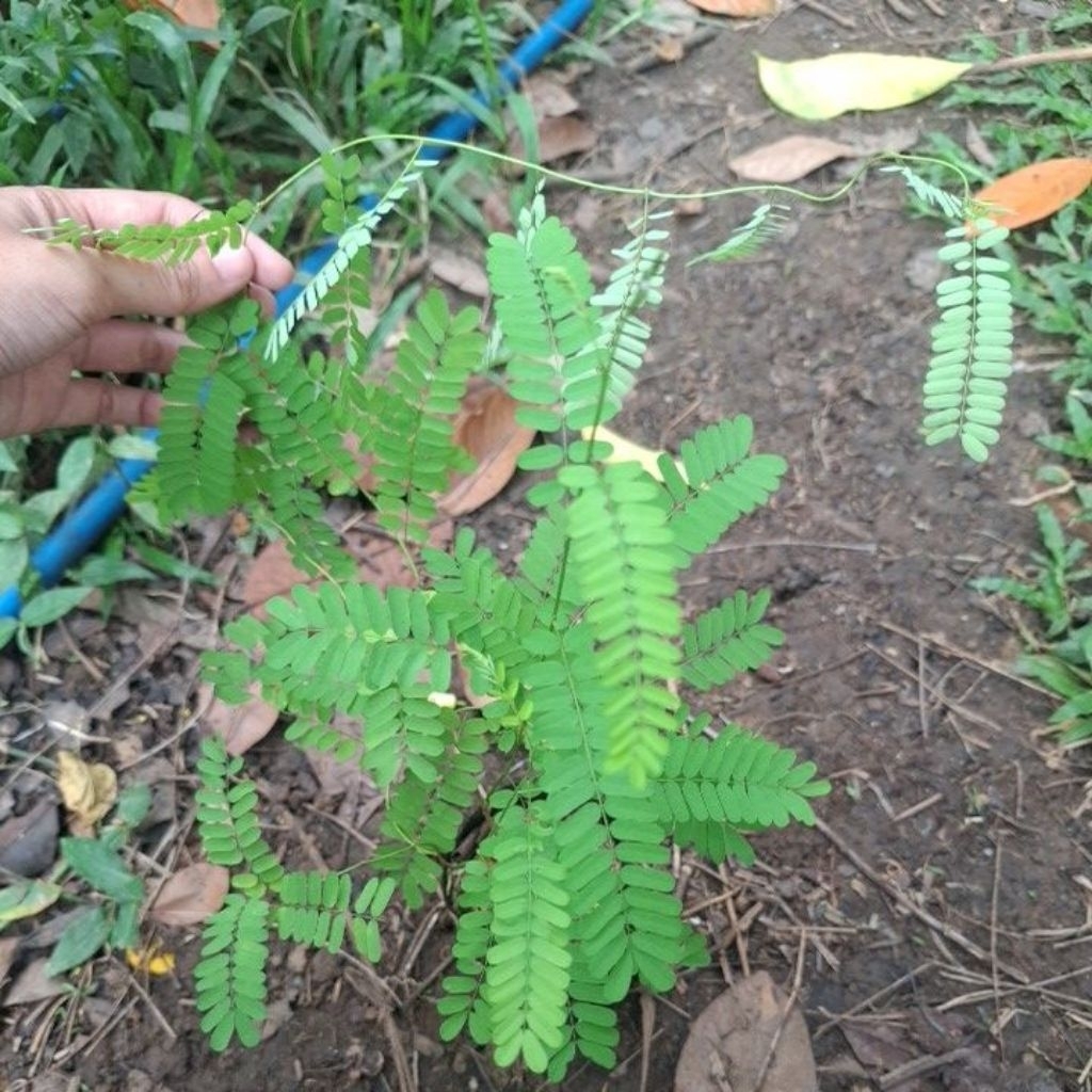 bibit saga pohon saga tanaman herbal.obat batuk