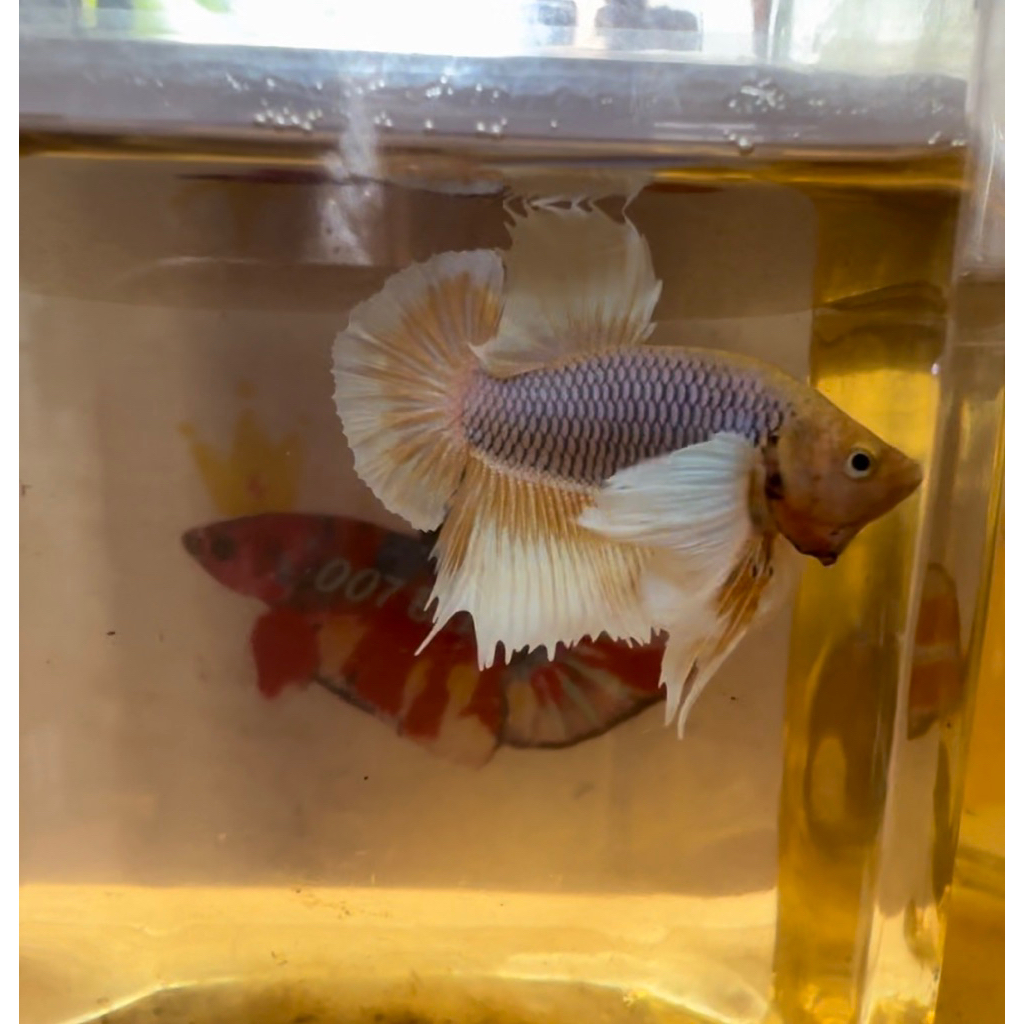 Hiasan aquarium cupang dumbo ear/ big ear