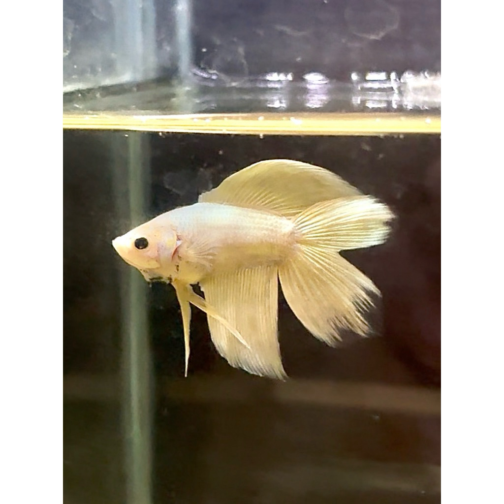 Cupang Vtdt soft gold (buy 1 get 1 random)