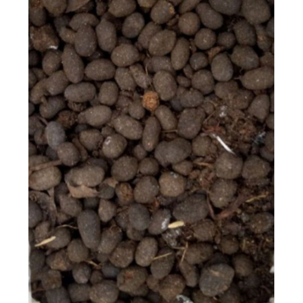 Kohe Kambing Srintil Fermentasi  Murni Tanpa Campuran 1 kg