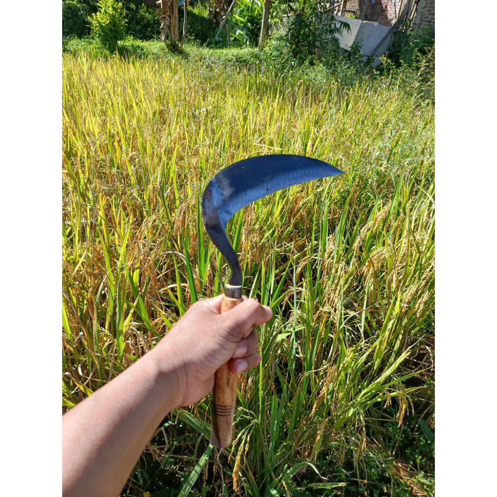 Arit padi tanpa asah