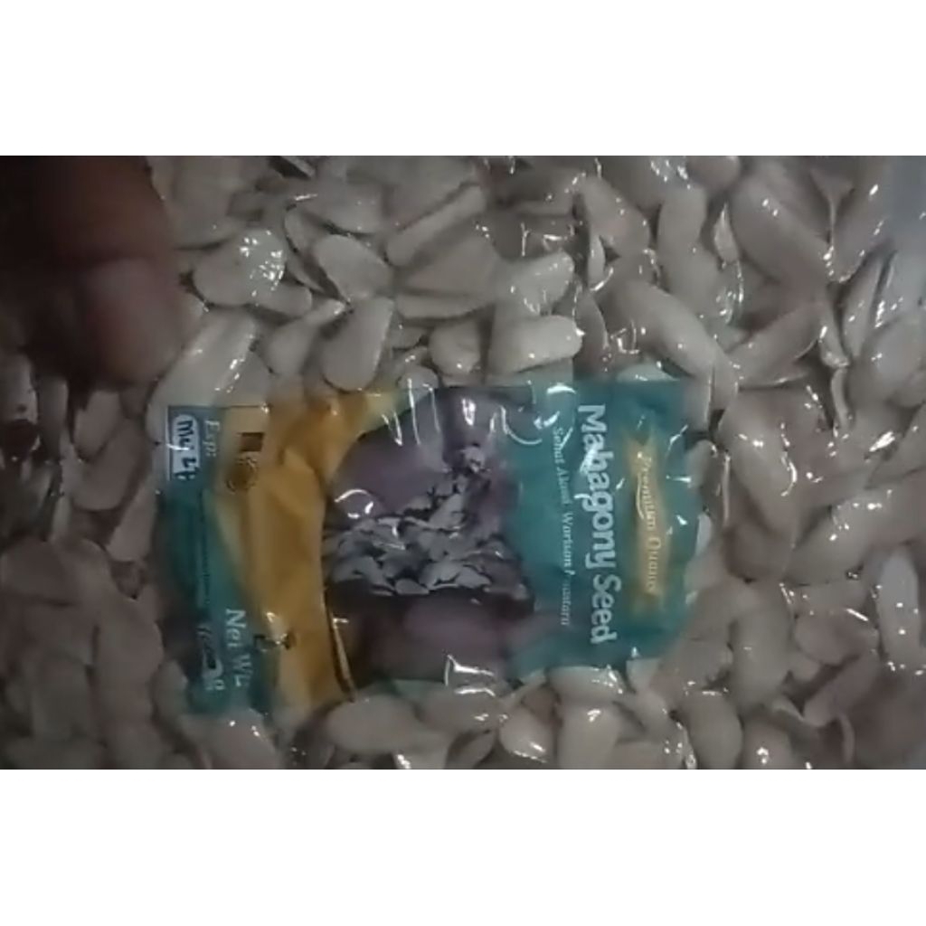 BIJI MAHONI KUPAS KERING OVEN