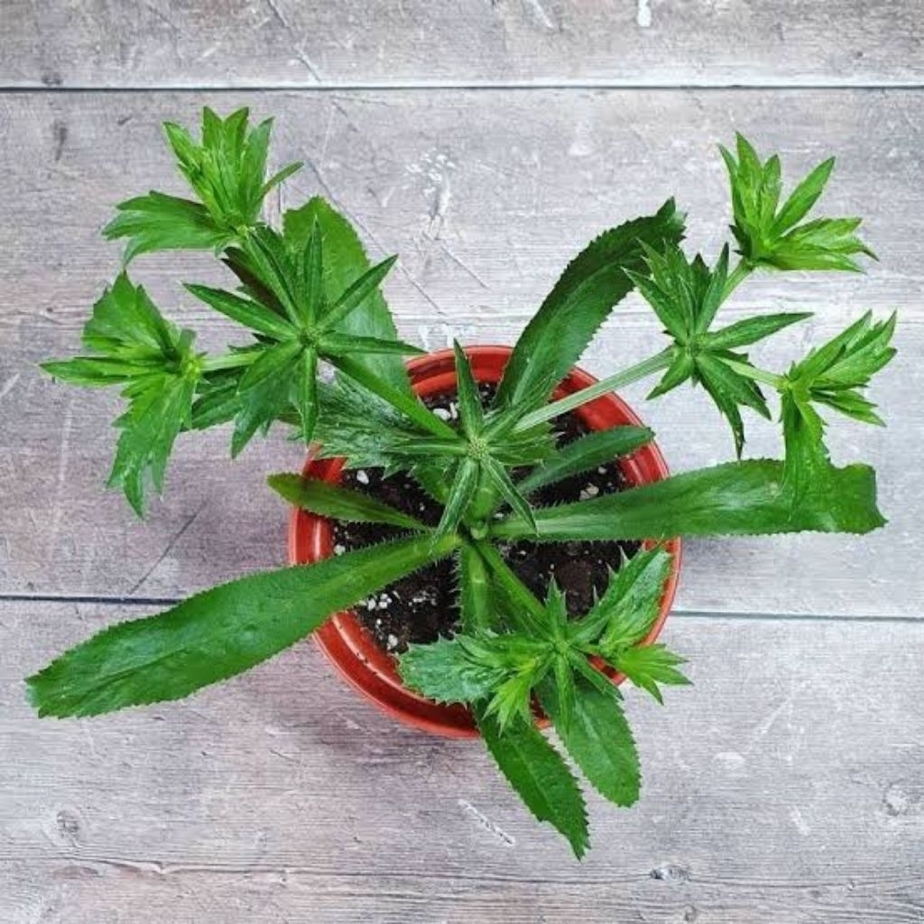 Daun Walang Sangit/Bibit Walang Sangit Per 9 pohon Vegetable Seeds Walang Sangit Bibit Sayuran Walan