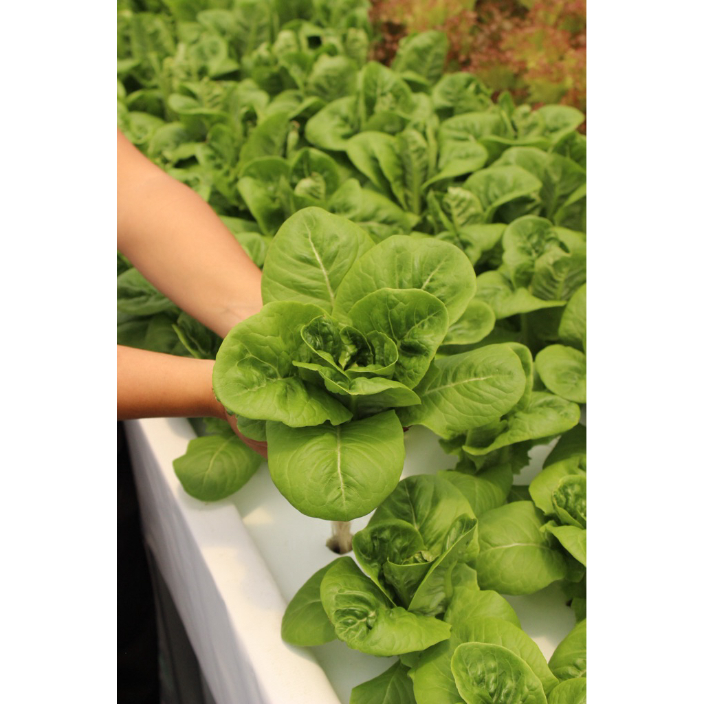 Baby Romaine Lettuce 250gr
