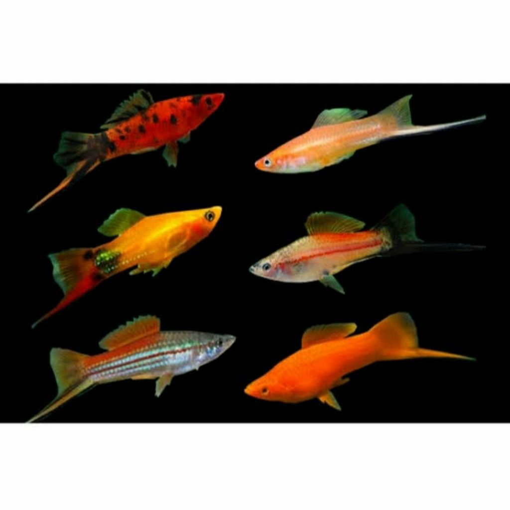 platy pedang. (dikirim jenis random)