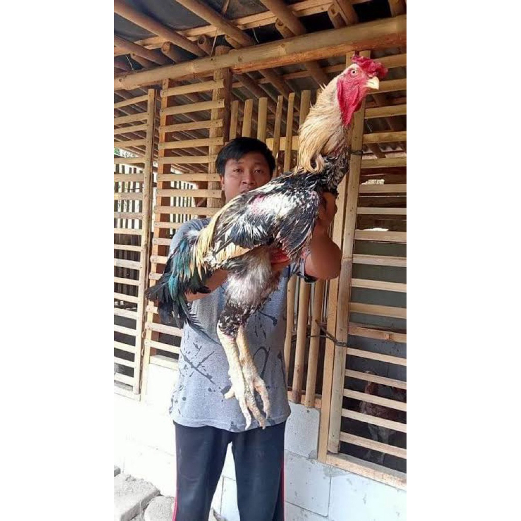 Telur Fertil Indio Gigante Untuk Ditetaskan