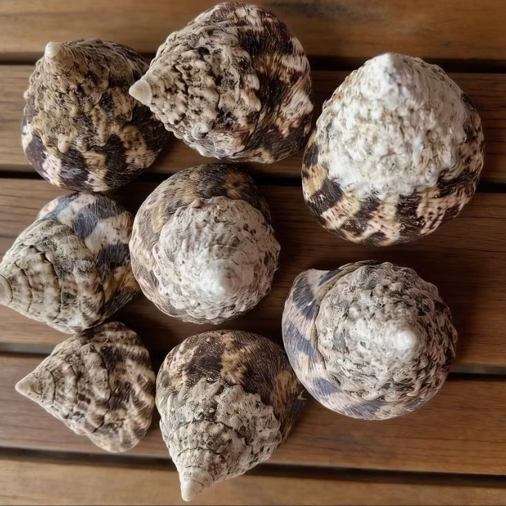 Cangkang kerang tumpeng/ Lola besar