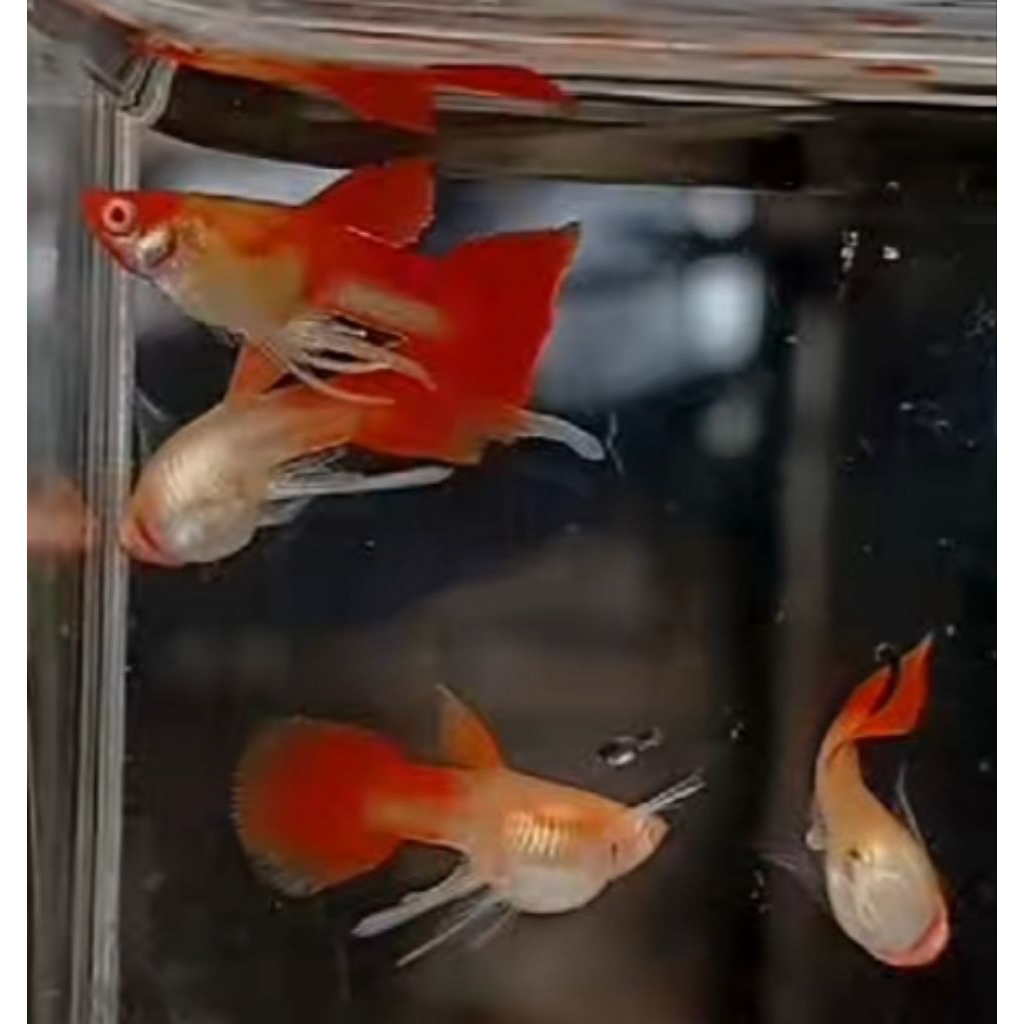 2 Pasang Albino Koi Short Body Ribbon