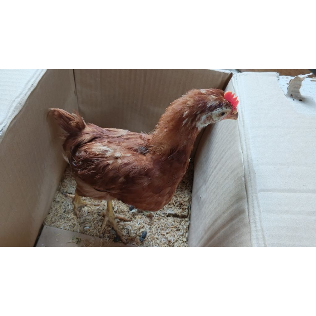 ayam petelur pullet usia 6 minggu sampai 16 minggu