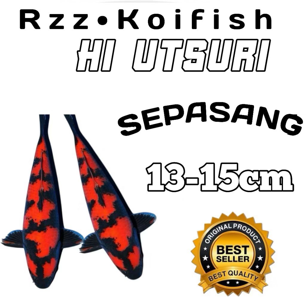 isi 2 koi utsuri  Blitar berkualitas Grade A