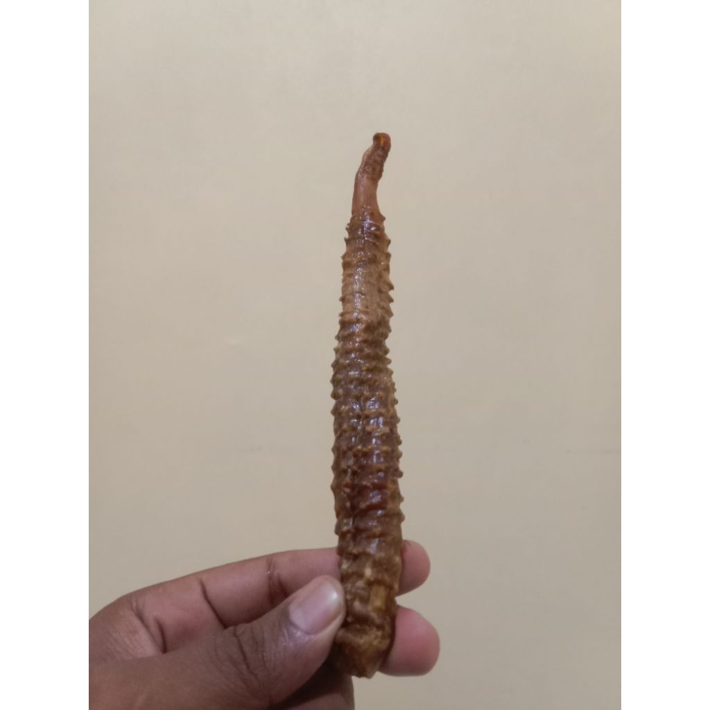 TANGKUR BUAYA PERJAKA (ASLI DARI PAPUA)