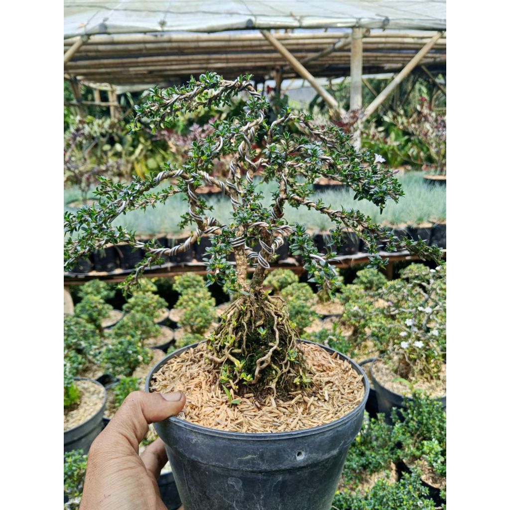 Pohon Bonsai Seribu Bintang Mikro Tanaman Hias Bonsai Seribu Bintang Mikro