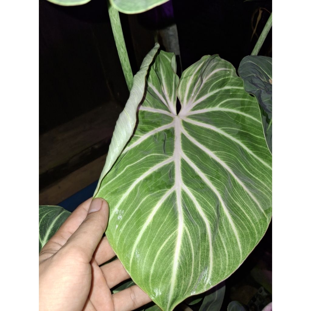 philodendron gloriosum white vein zebra
