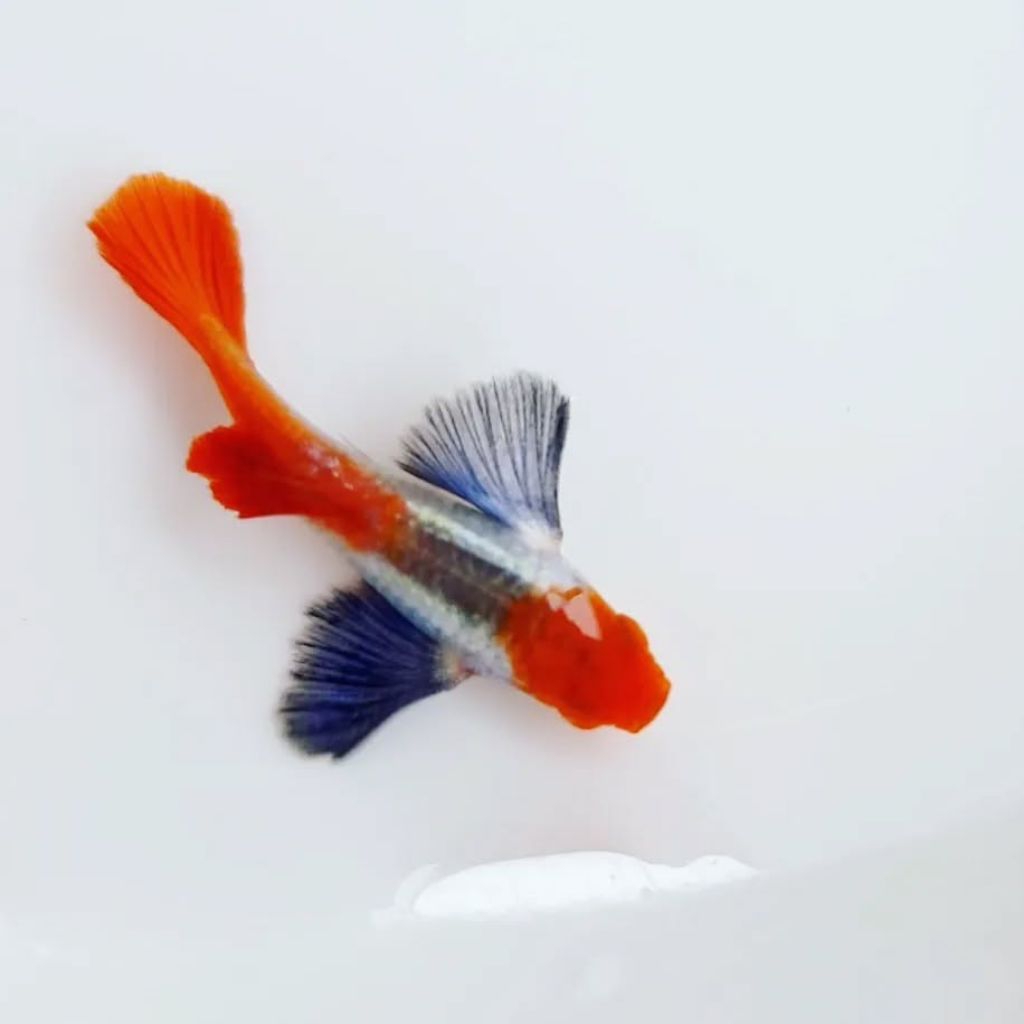 Guppy PRT koi DE/pasang