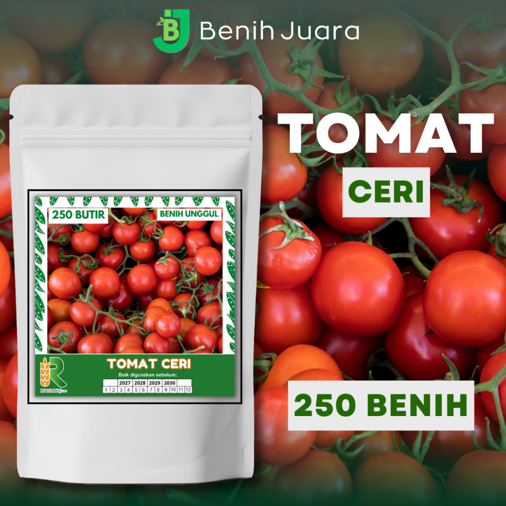 (250 BUTIR) BIJI BENIH TOMAT CERI KEMASAN PREMIUM