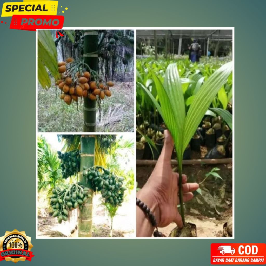 Bibit pinang betara unggul (bibit pinang sudah berdaun siap tanam