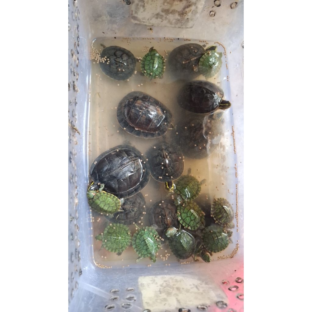 Hiasan Akuarium Kura-Kura Ambon Indukan 15-20 cm - Free Pelet, Garansi Hidup, Ukuran 15-20 cm