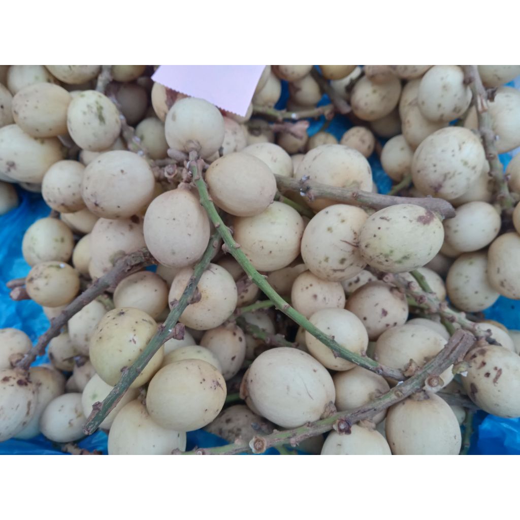 Buah Langsep / Langsat / Dhuku / Duku / Kokosan segar