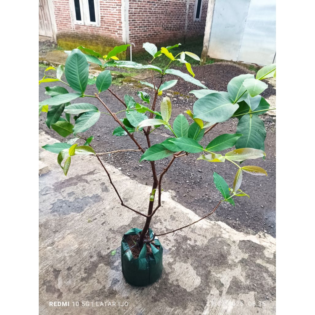tabulampot jambu salju planterbag semi indukan