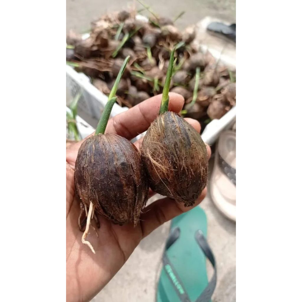 kecambah pinang hibrida/20 kecambah