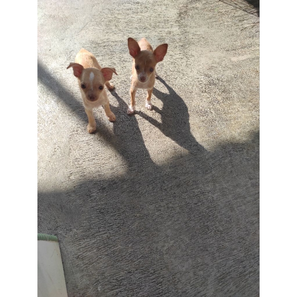 Chihuahua puppies jantan kaki pendek short hair