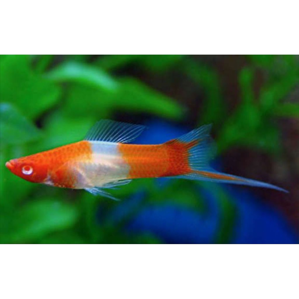 Ikan Hias Platy Kohaku Swordtail - Warna Menawan, Ideal untuk Aquascape