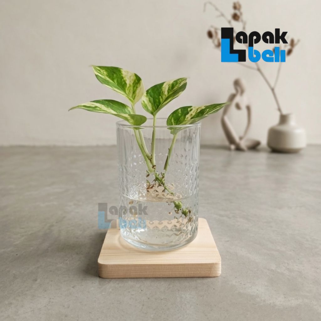 Vas Bunga Kaca Minimalis | Vas Kaca Balon| Vas Kaca Bulat | Vas Tanaman Hias | Vas Tanaman Hidup | V